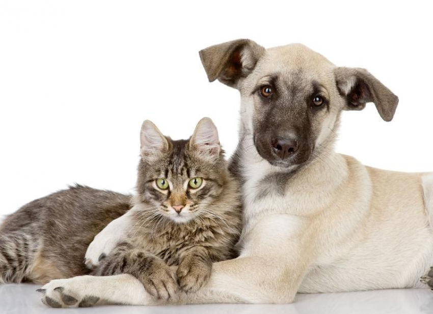 В ветлечебнице Морозовского района пройдет день льготной стерилизации кошек и собак