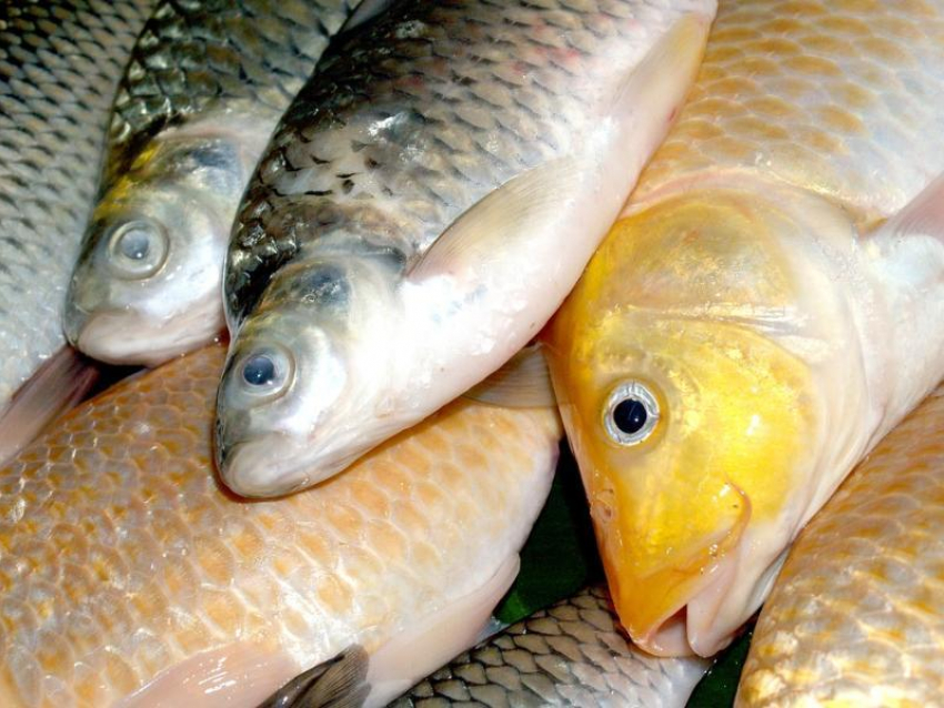 Почти 3 тонны рыбы и более 1 тонны мяса без документов задержали на посту ДПС под Морозовском