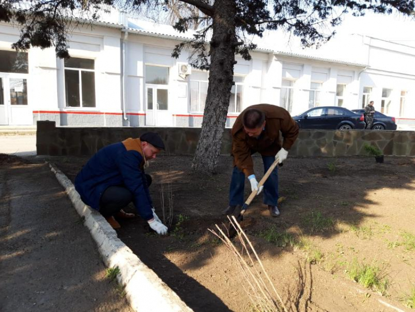 60 цветущих и хвойных кустарников высажены в районе железнодорожного вокзала Морозовска