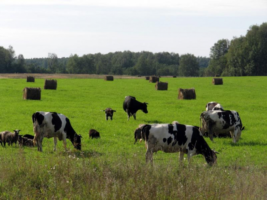 Аграриям Морозовского района разрешат использовать побочные продукты животноводства в качестве удобрений