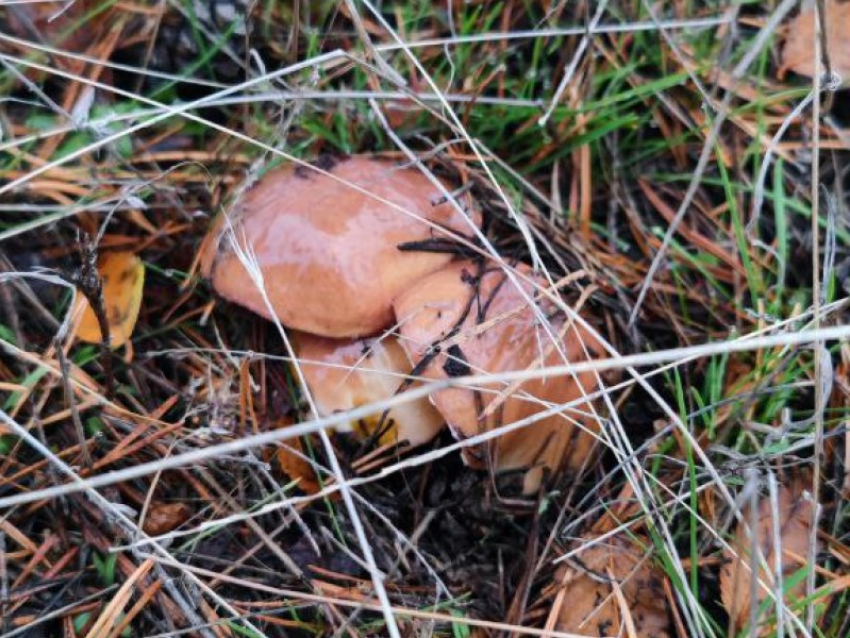 Будьте осторожны: в разгар грибного сезона важно помнить о безопасности