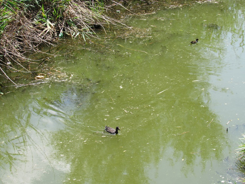 Тендер на разработку проекта по расчистке реки Быстрой в Морозовске и в Тацинском районе объявило Управление водохозяйственным комплексом