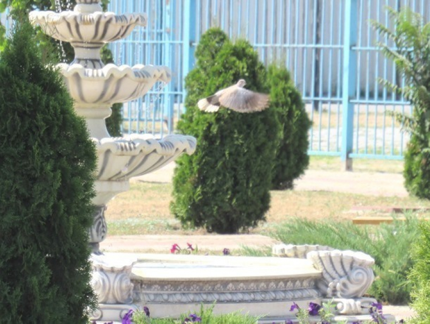 Птица мира купалась в фонтане Морозовска в День ВДВ