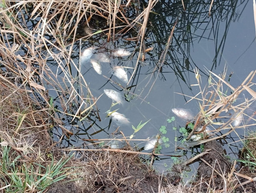 Экологическая катастрофа в Морозовском районе: река Быстрая на грани гибели