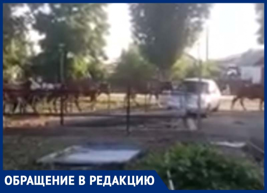 Жителя станицы Вольно-Донской возмутило, что скот водят по центральной улице и не убирают продукты жизнедеятельности коров