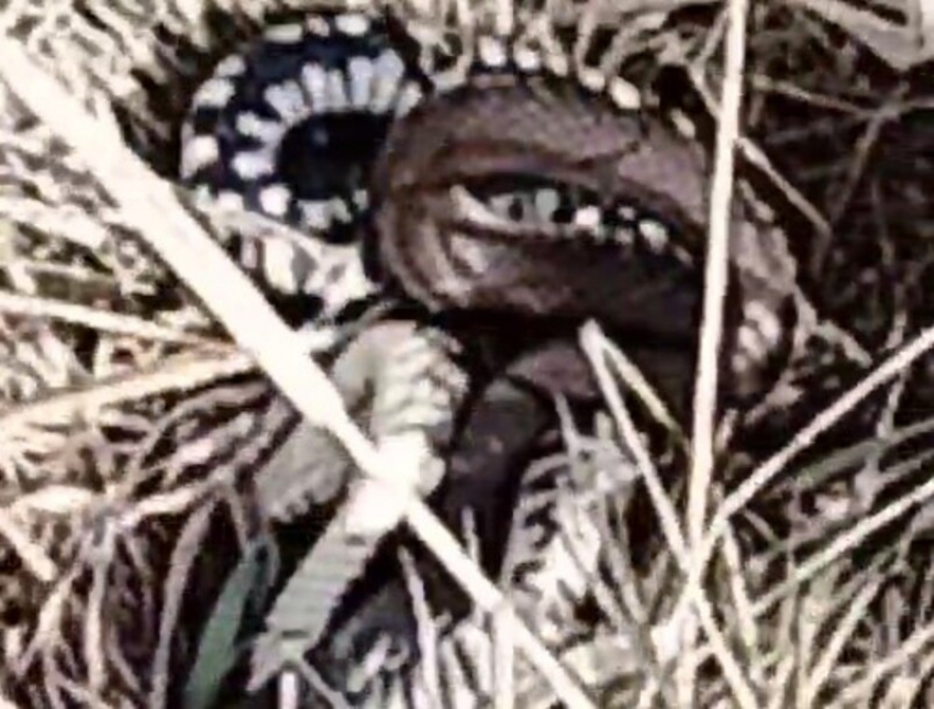 В Морозовском районе проснулись большие ядовитые змеи