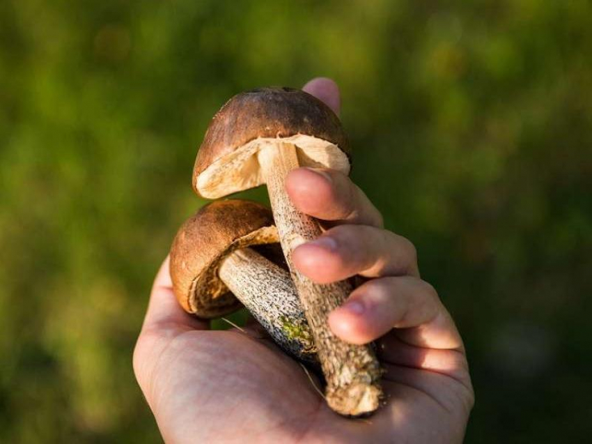 Как не отравиться дикорастущими грибами объяснили дончанам специалисты Роспотребнадзора 