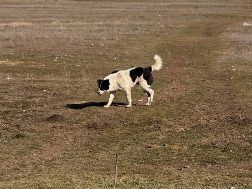 14 безнадзорных собак отловили в прошлом месяце в Морозовске