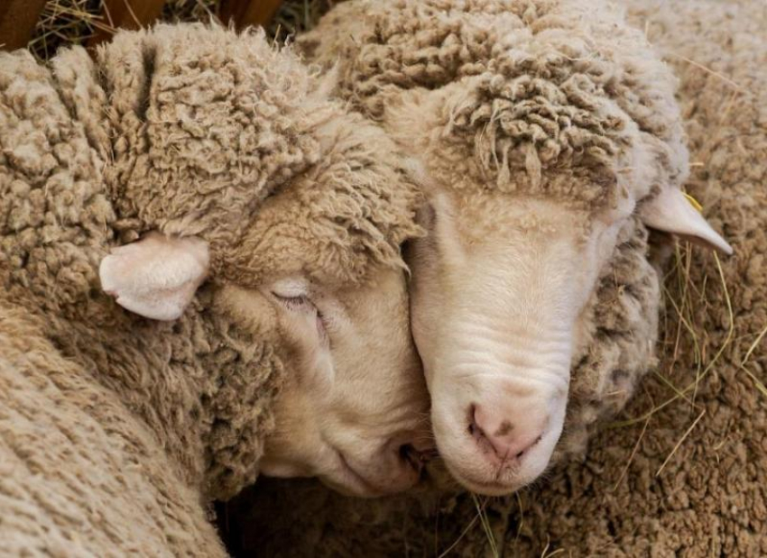 Овцеводческое предприятие из Морозовского района вошло в число победителей Российской выставки племенных овец и коз в Каспийске