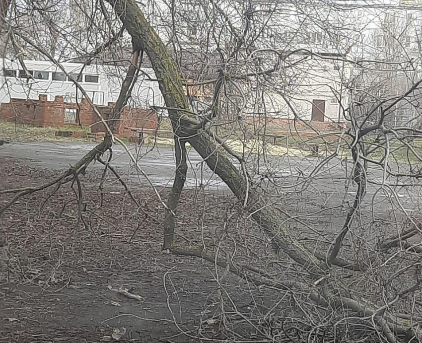 Упавшее дерево беспокоит жителей Морозовска
