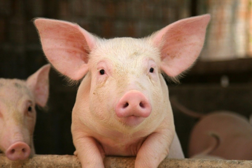 Африканская чума свиней обнаружена ещё и в Волгодонском районе