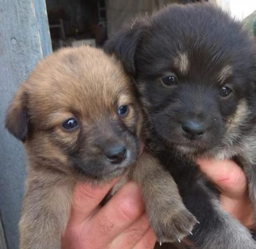 Две милые девочки-собачки ищут хозяина