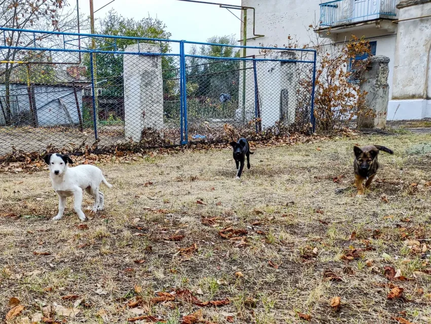 Как не спровоцировать нападение бездомных собак рассказали в администрации Морозовска