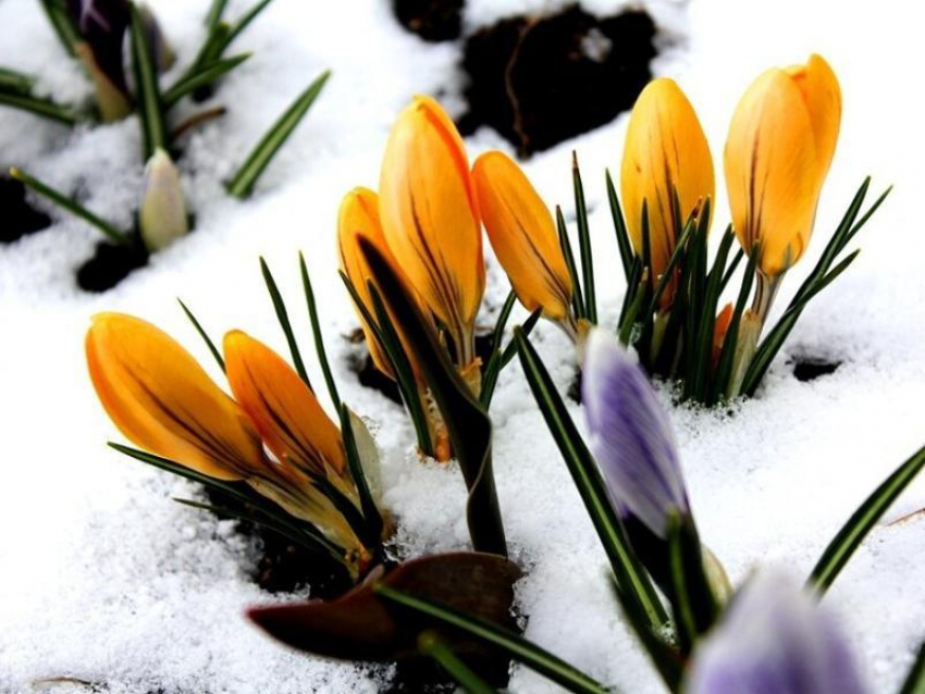 Весна уже близко: воздух в Морозовске прогреется до +15 градусов