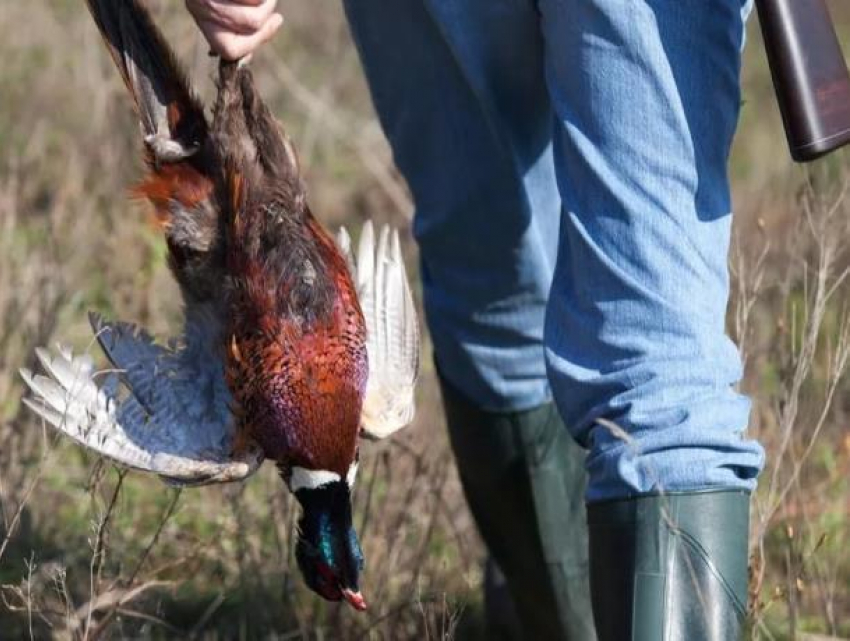 Диких птиц в Ростовской области начали отстреливать в диагностических целях
