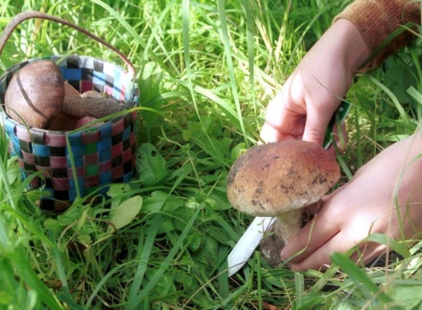 6 случаев пищевых отравлений дикорастущими грибами и 1 случай ботулизма зарегистрированы на Дону в 2021 году