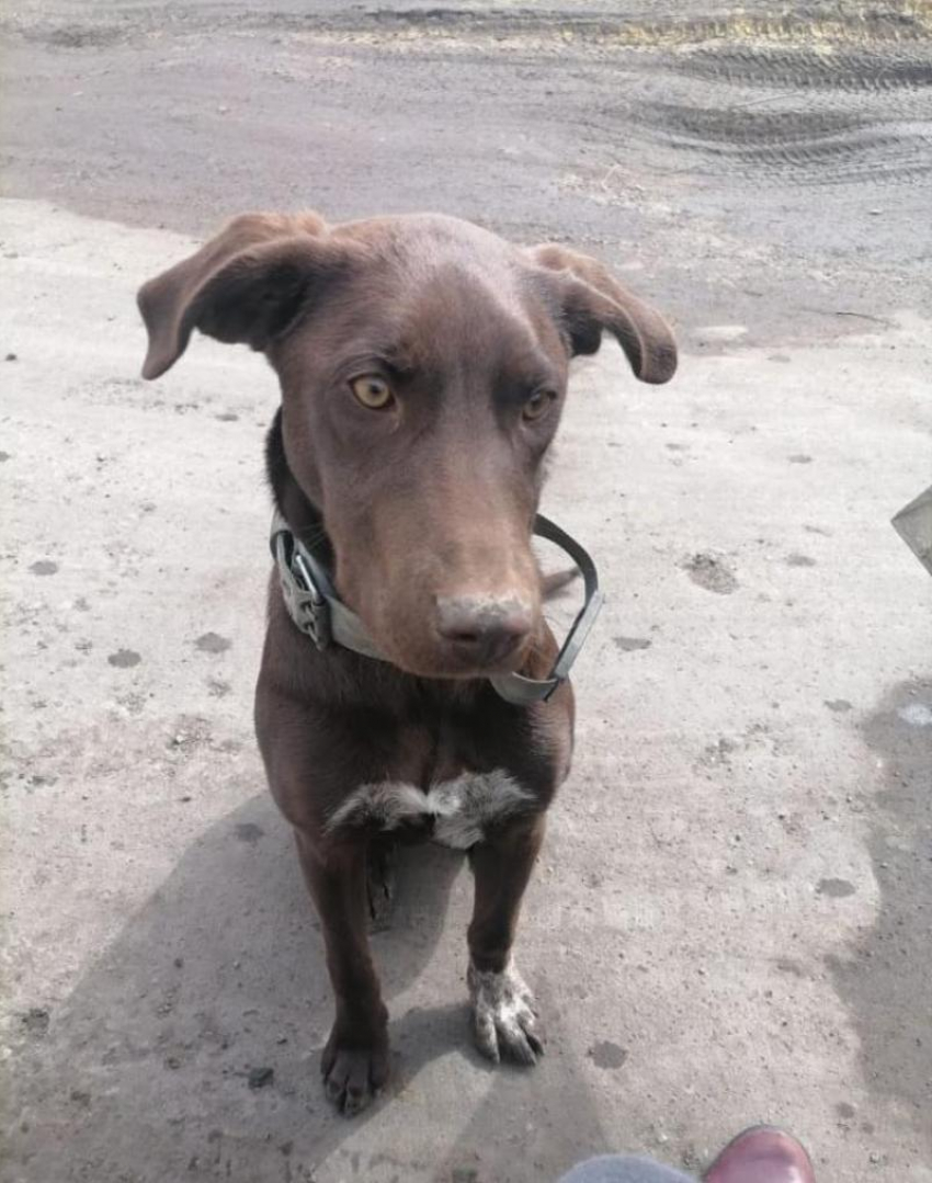 «Хозяева, отзовитесь»: ласковую породистую собаку нашли в Морозовске 