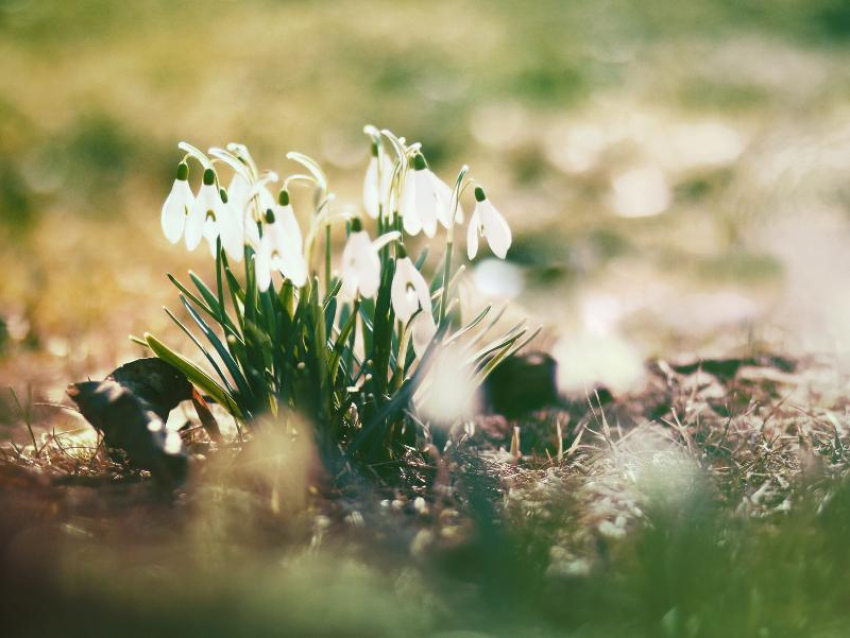 Теплой и солнечной погодой порадует весна морозовчан в праздничный день 8 марта
