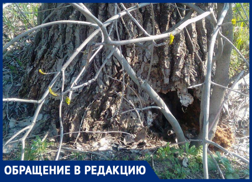 Дерево на пересечении улиц Калинина и Гладкова в Морозовске трещит при малейшем ветре 
