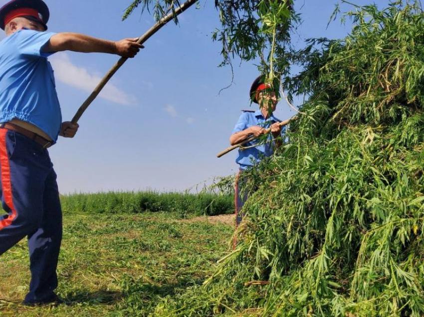 Более 900 килограммов дикорастущей конопли уничтожили на территории Морозовского района
