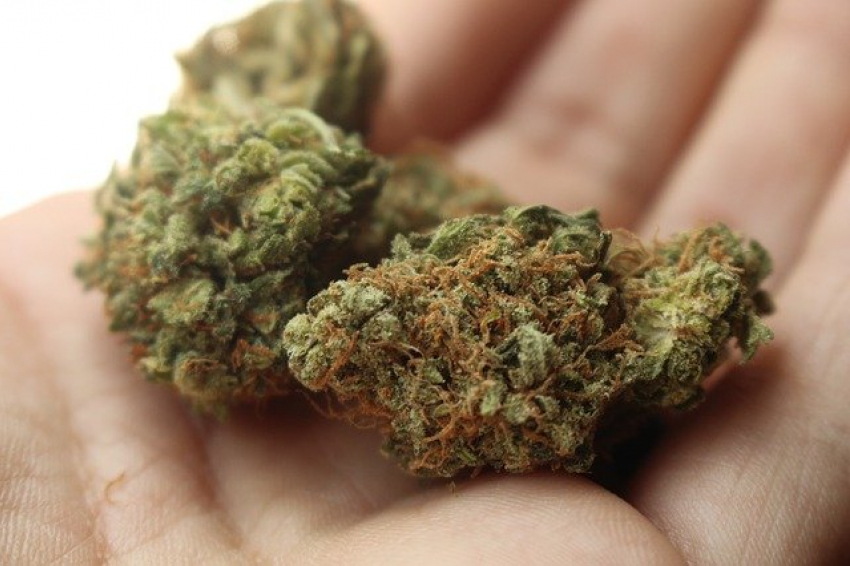 511 граммов марихуаны изъяли у 39-летнего морозовчанина