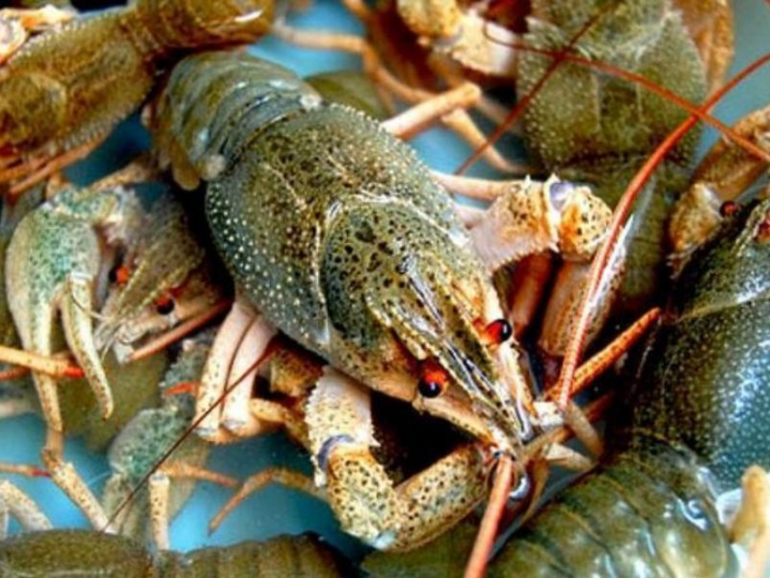 Машину с раками без документов снова задержали в Морозовске