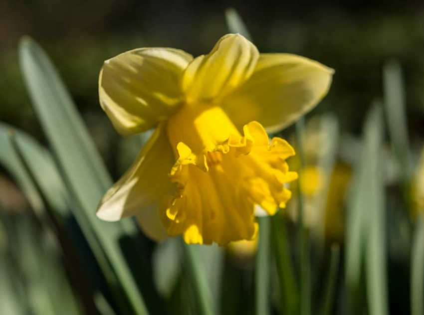 Дождя не будет: морозовчанам прогнозируют переменную облачность и до 17 градусов тепла