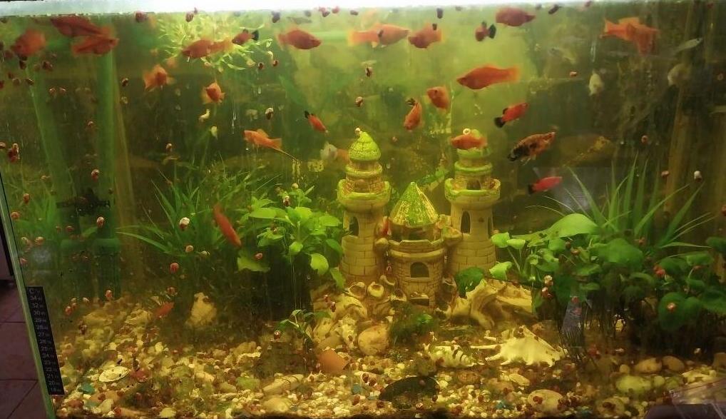 Как сделать аквариум самому?